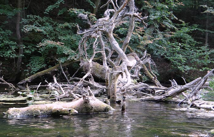 Spływ kajakowy Pilicą trasa Łęg Ręczyński_Sulejów