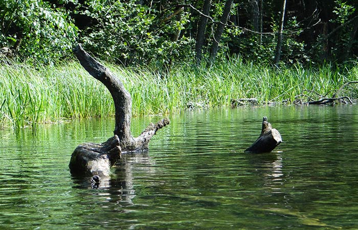 Rożenek - Sulejów - spływy kajakowe Czarna